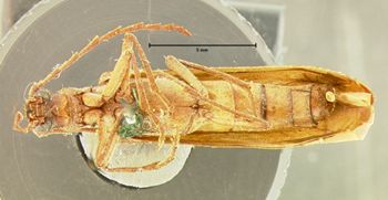 Media type: image;   Entomology 4786 Aspect: habitus ventral view